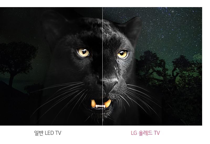 LG ¿Ã·¹µå TV¿Í ÀÏ¹Ý LED TV ºñ±³ À̹ÌÁö