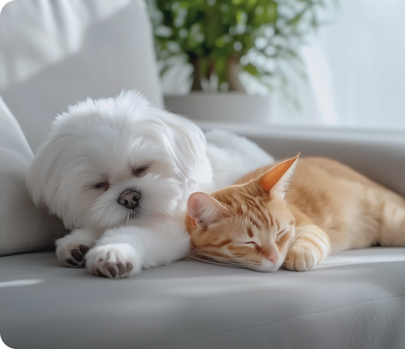 올인원 컴팩트 Fit 디자인 이미지