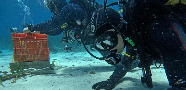 해양 생태계 복원을 위한 스마트 그린 시즈(Smart Green Seas) 캠페인 이미지