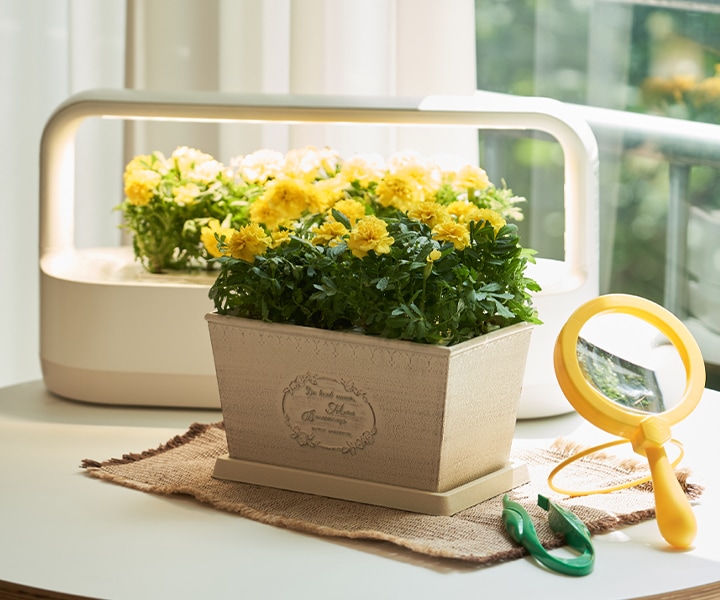 밝은_공간에_노란_꽃이_핀_화분이_놓여_있습니다._화분에는_the_french_romantic_style_flower_garden이라는_문구가_적혀_있습니다._화분_옆에는_노란색_손잡이가_달린_돋보기와_녹색_가위가_있습니다._창문을_통해_자연광이_들어오고_있습니다.