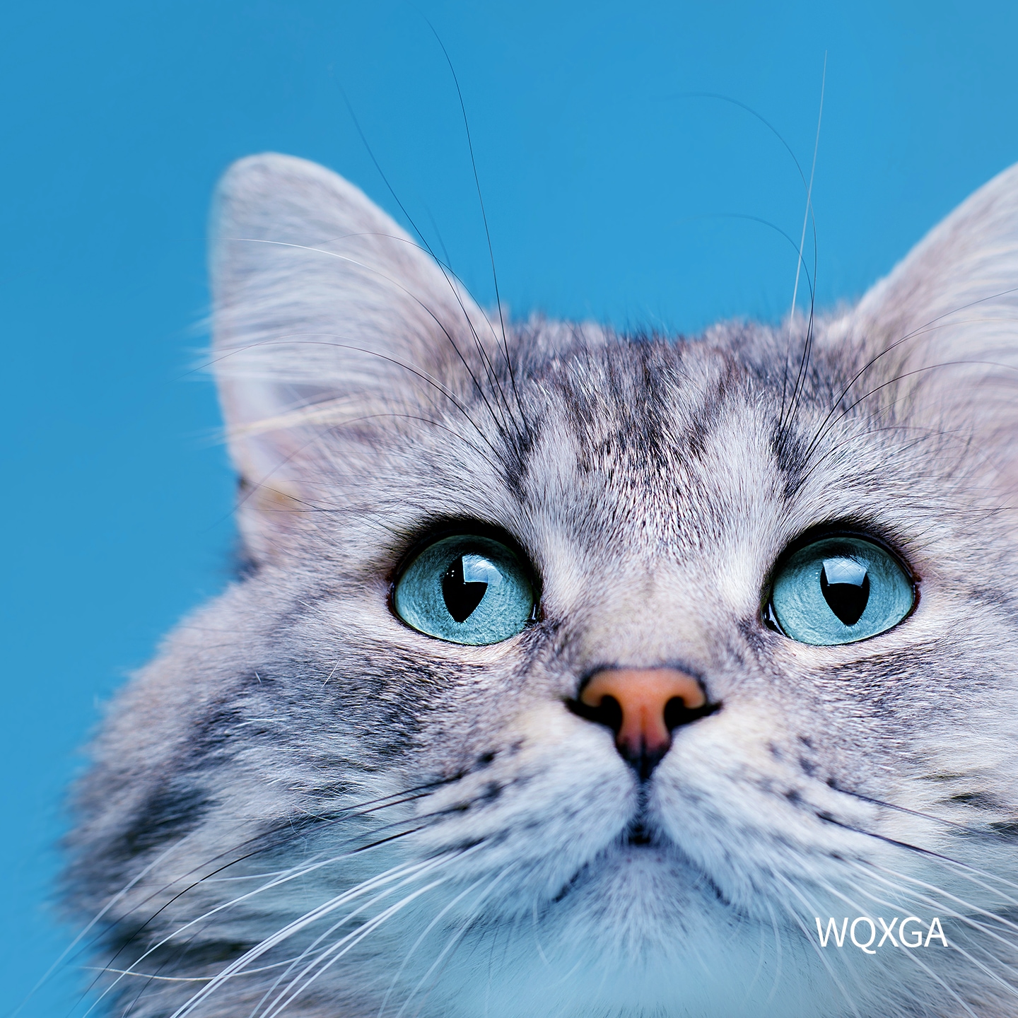 WQXGA