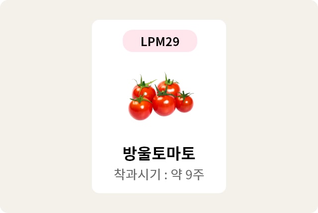 이미지에는 LPM29라는 텍스트가 상단에 있고, 중앙에는 여러 개의 붉은 방울토마토가 있습니다.  방울토마토와 착과시기: 약 9주라는 텍스트가 있습니다. 배경은 연한 색상입니다.