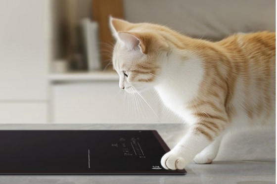 주방 조리대 위에 주황색과 흰색 줄무늬 고양이가 전기레인지 근처를 살펴보고 있습니다. 배경에는 주방의 일부가 보입니다.