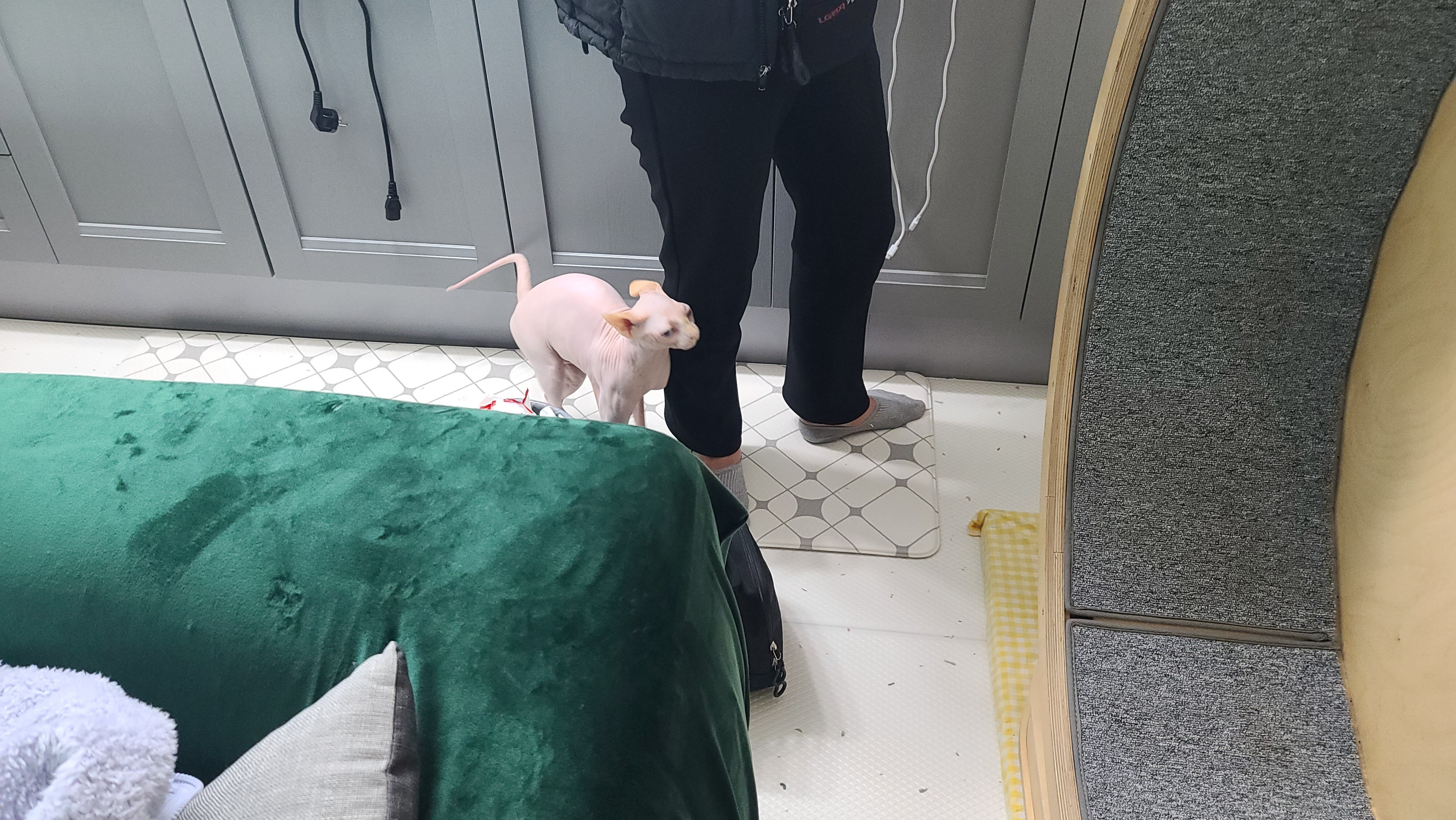 스핑크스_고양이가_사람_다리_옆에_서_있는_모습으로_배경은_실내_공간과_가구들.