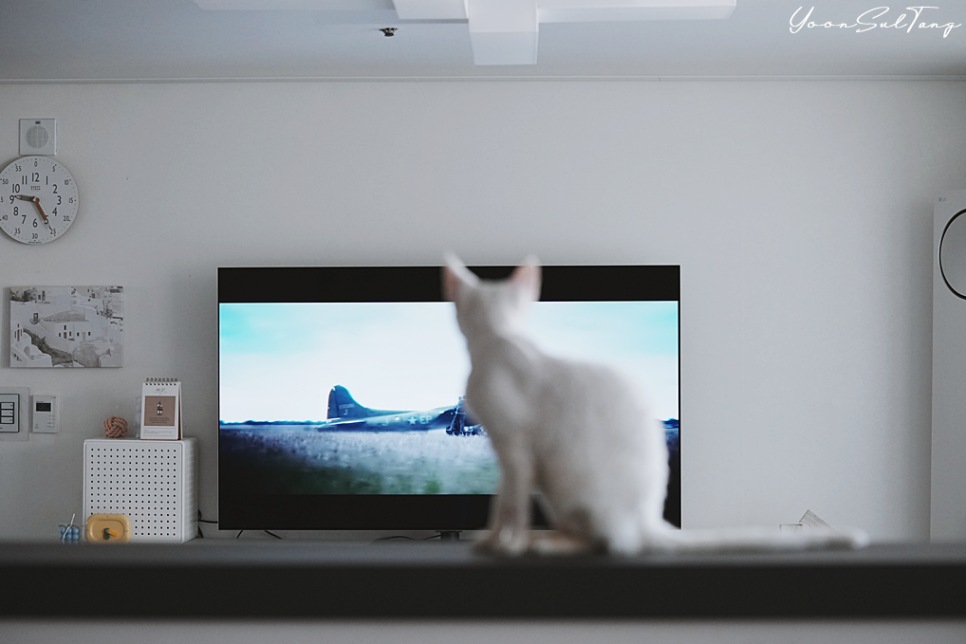 흰색_고양이가_tv_화면을_바라보고_있음._tv에는_비행기가_있는_장면이_재생_중이며,_배경에는_벽시계와_장식장이_있음.