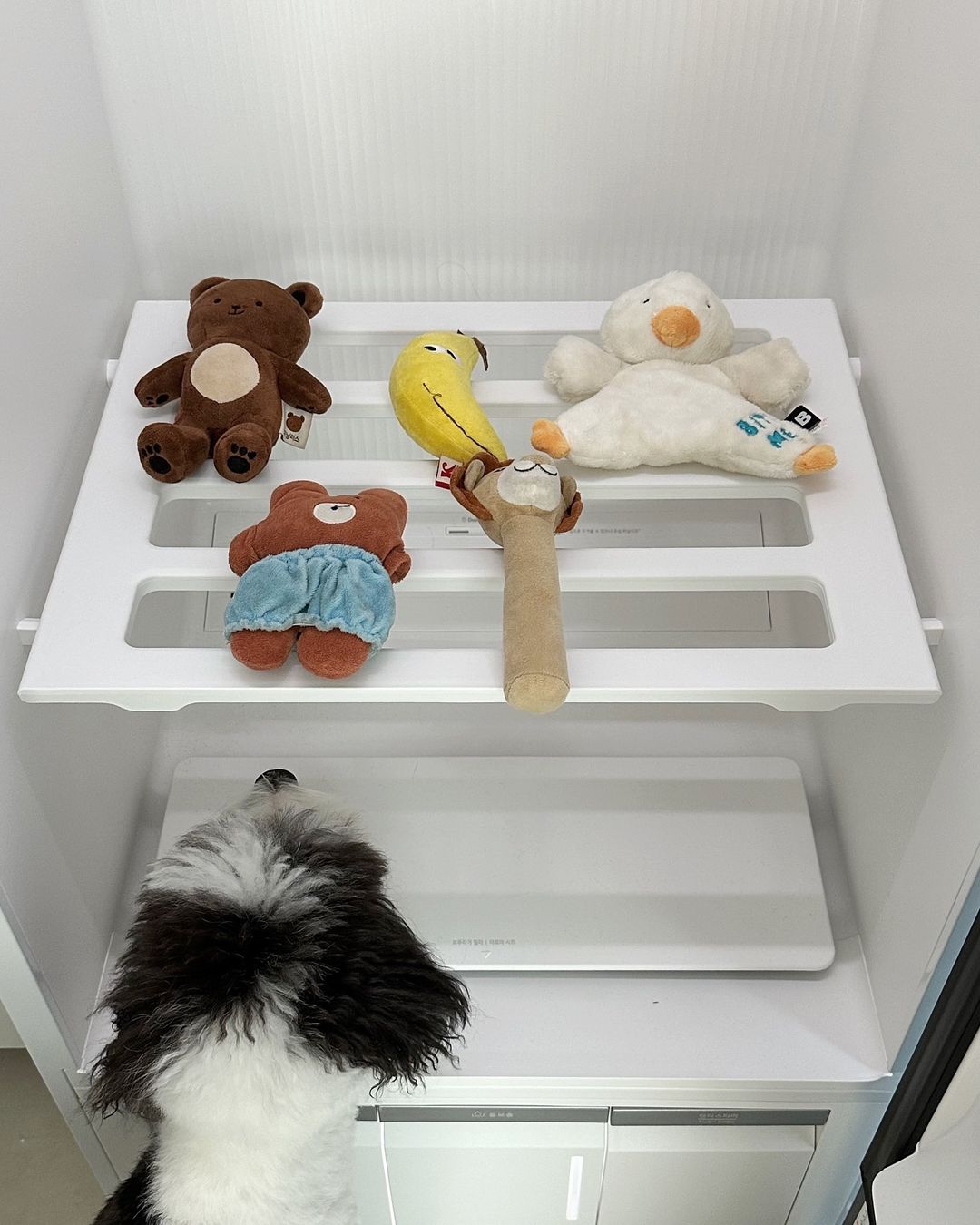 문이 열린 스타일러 내부 선반 위에 다양한 인형들이 놓여 있으며, 갈색 곰, 바나나, 하얀 오리 인형 등이 있음. 아래에는 흑백 털을 가진 강아지가 선반을 바라보고 있음.