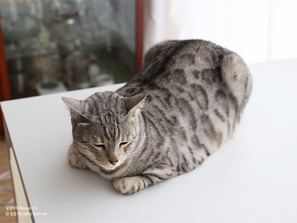 테이블 위에 눈을 감고 쉬고 있는 고양이