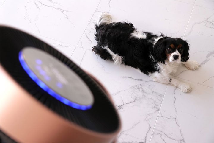 LG 퓨리케어 360˚ 공기청정기 펫 플러스 앞 누워 있는 검은색-흰색 강아지