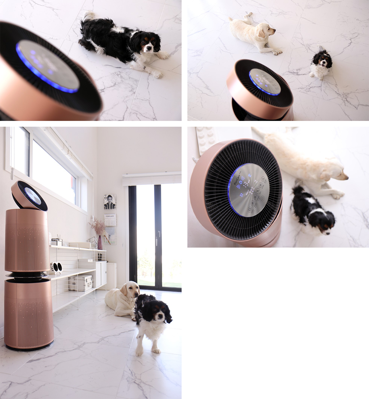 LG 퓨리케어 360˚ 공기청정기 펫 플러스 앞 누워 있는 검은색-흰색 강아지 이미지(왼쪽 상단)와 공기청정기와 두 마리의 개를 상단에서 내려다 본 모습(오른쪽 상단), 실내에 놓인 LG 퓨리케어 360˚ 공기청정기 펫 플러스와 바닥에 앉아 있는 두 마리의 개, 밝은 자연광이 들어오는 거실 공간(왼쪽 하단), LG 퓨리케어 360˚ 공기청정기 펫 플러스 상단 디스플레이 클로즈업과 함께 공기청정기 옆에서 쉬고 있는 강아지들(오른쪽 하단)