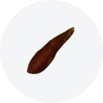 저온장해 현상이 발생하여 표면이 약간 어두운 고구마. 품질 저하가 관찰됨.