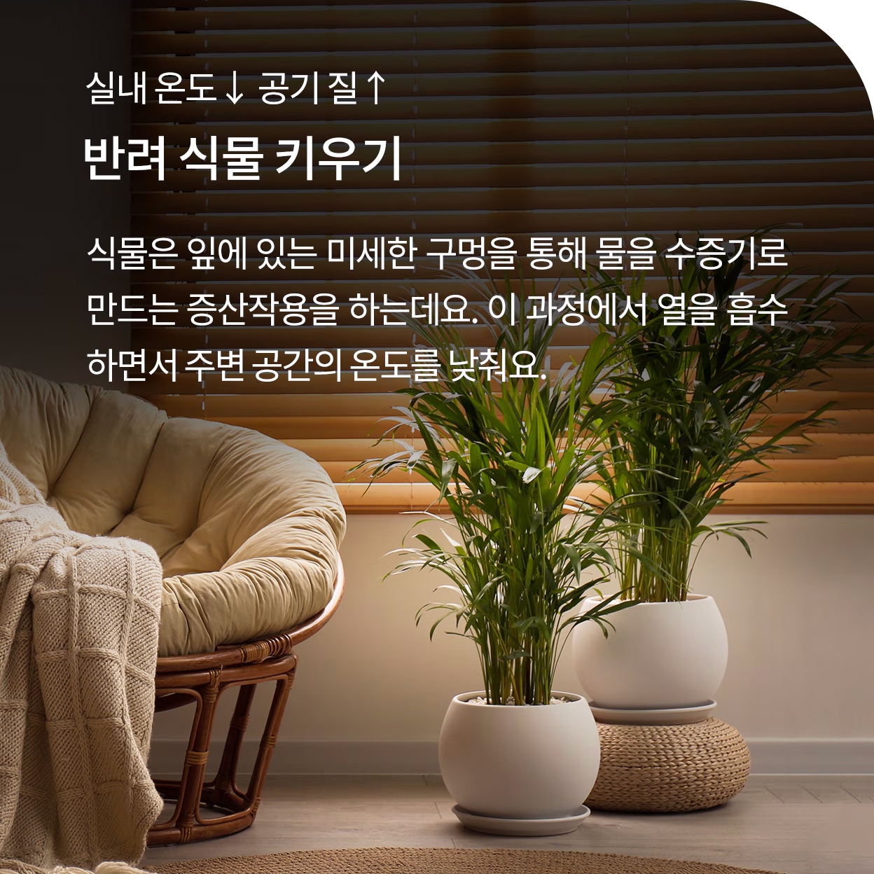 실내 온도는 낮추고, 공기 질은 높이고. 반려 식물 키우기. 식물은 잎에 있는 미세한 구멍을 통해 물을 수증기로 만드는 증산작용을 하는데요. 이 과정에서 열을 흡수하면서 주변 공간의 온도를 낮춰요. 쇼파와 화분 이미지.