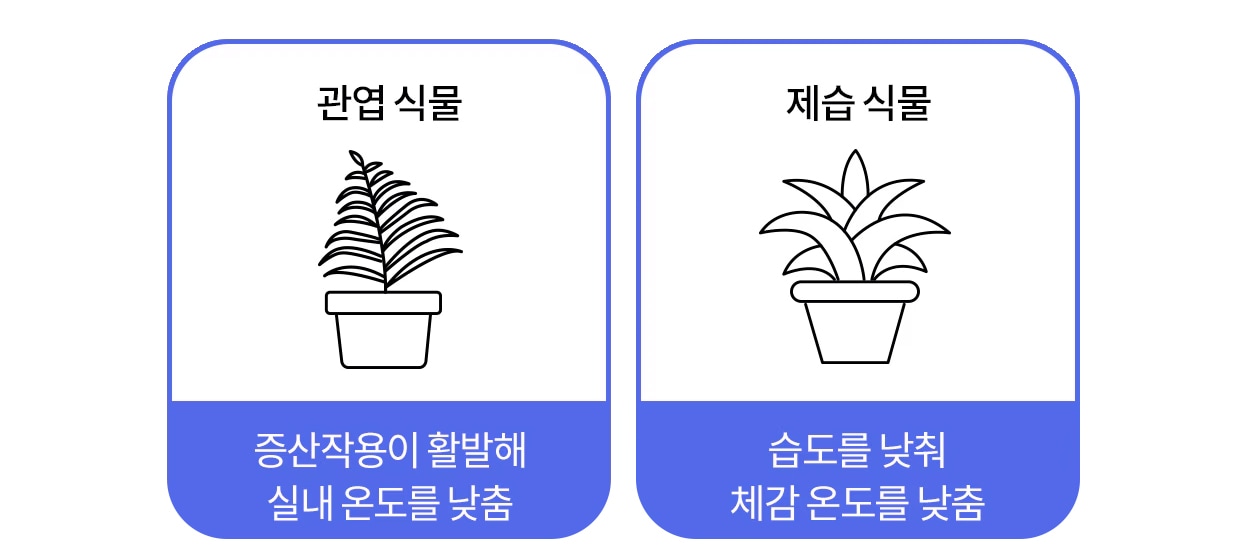 관엽 식물. 증산작용이 활발해 실내 온도를 낮춤. 제습 식물. 습도를 낮춰 체감 온도를 낮춤.