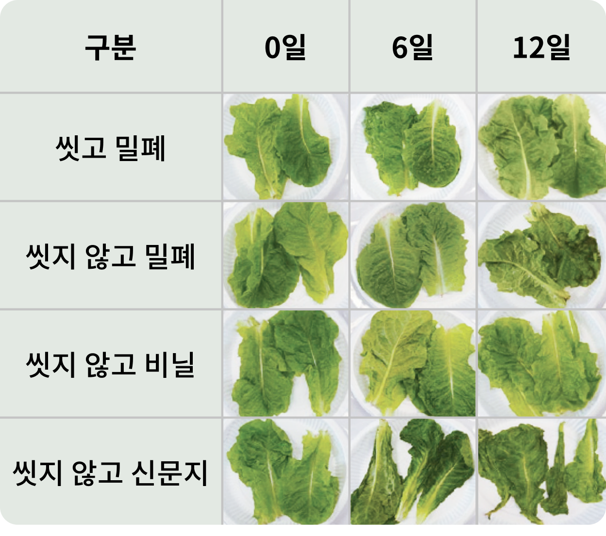 상추의 보관 방법별 상태 변화 실험 결과를 보여주는 표. 세로 열은 '씻고 밀폐', '씻지 않고 밀폐', '씻지 않고 비닐', '씻지 않고 신문지'로 구분되며, 가로 행은 0일, 6일, 12일로 나뉨. 각 보관 방법에 따라 상추의 신선도가 시간 경과에 따라 다르게 변화하는 모습을 보여줌.
