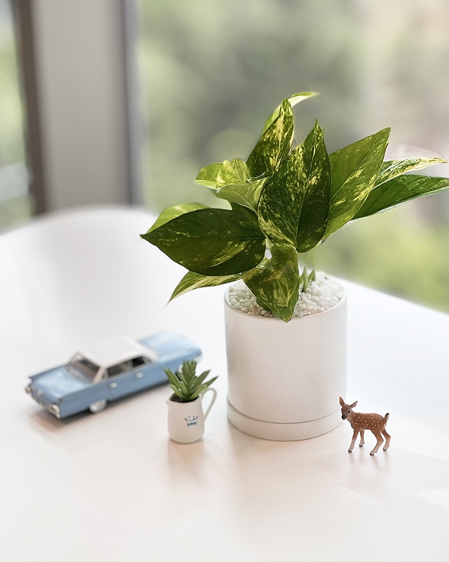 창가에 근처 테이블에 놓인 화분과 장난감 자동차